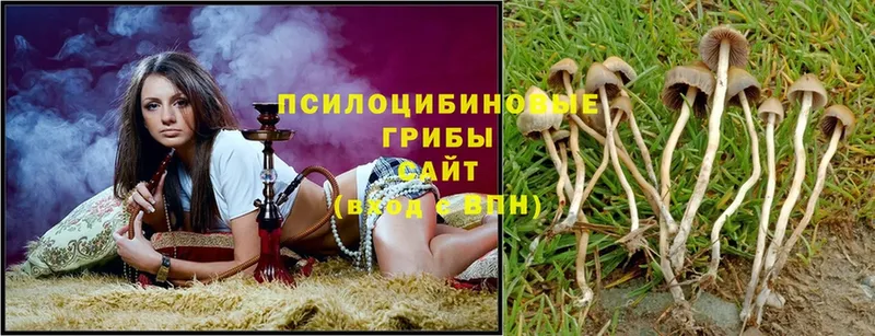 Псилоцибиновые грибы Magic Shrooms  Гулькевичи 